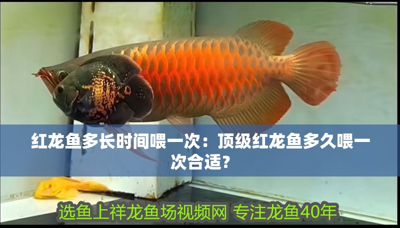 紅龍魚多長時間喂一次：頂級紅龍魚多久喂一次合適？