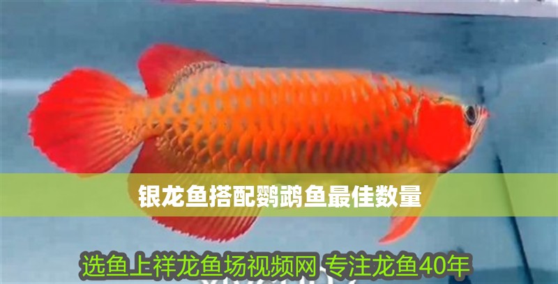 銀龍魚搭配鸚鵡魚最佳數(shù)量 銀龍魚搭配鸚鵡魚最佳數(shù)量 龍魚百科