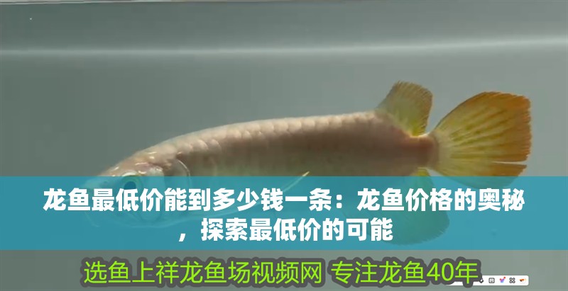 龍魚最低價能到多少錢一條：龍魚價格的奧秘，探索最低價的可能