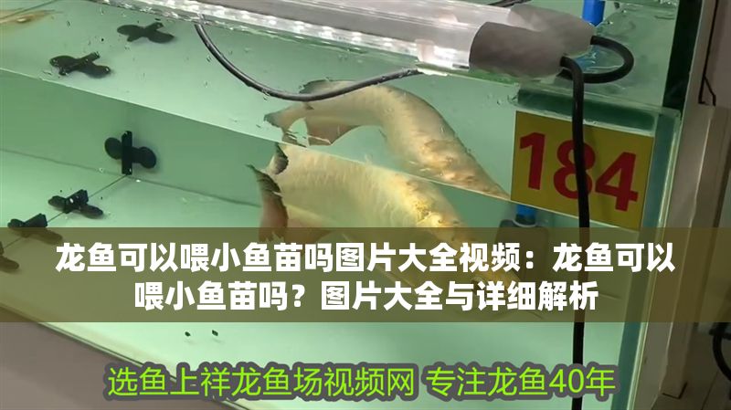 龍魚可以喂小魚苗嗎圖片大全視頻：龍魚可以喂小魚苗嗎？圖片大全與詳細解析