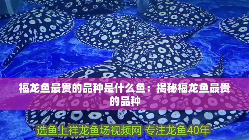 福龍魚最貴的品種是什么魚：揭秘福龍魚最貴的品種