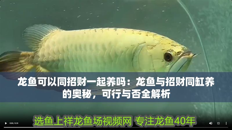 龍魚可以同招財一起養嗎：龍魚與招財同缸養的奧秘，可行與否全解析