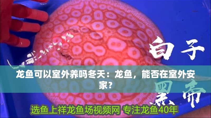 龍魚可以室外養嗎冬天：龍魚，能否在室外安家？