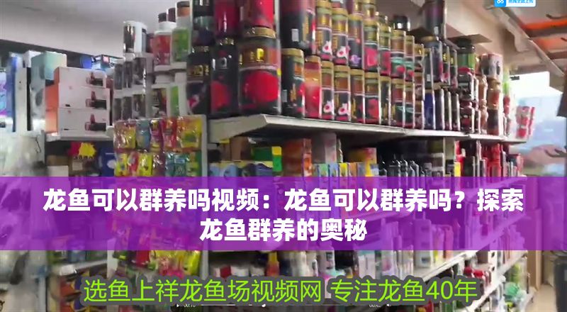 龍魚可以群養嗎視頻：龍魚可以群養嗎？探索龍魚群養的奧秘