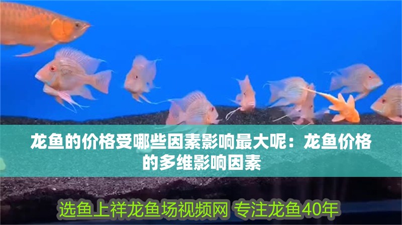 龍魚的價格受哪些因素影響最大呢：龍魚價格的多維影響因素
