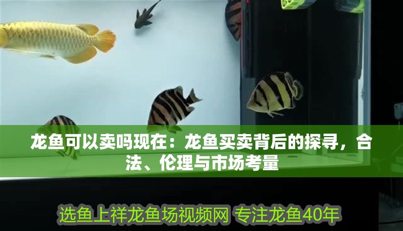 龍魚可以賣嗎現在：龍魚買賣背后的探尋，合法、倫理與市場考量