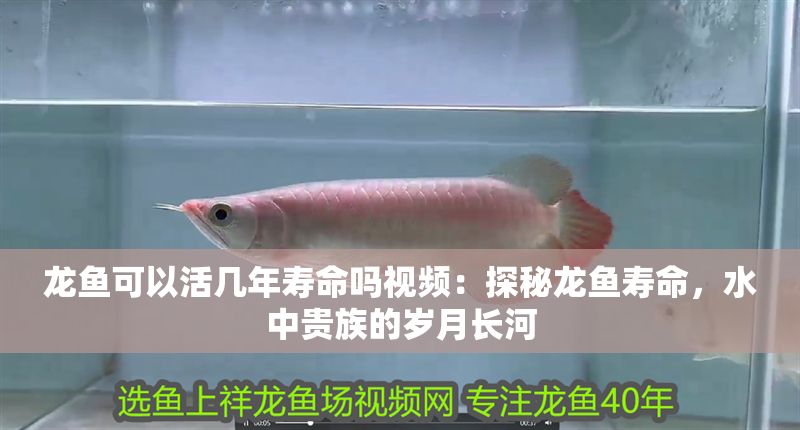 龍魚可以活幾年壽命嗎視頻：探秘龍魚壽命，水中貴族的歲月長河