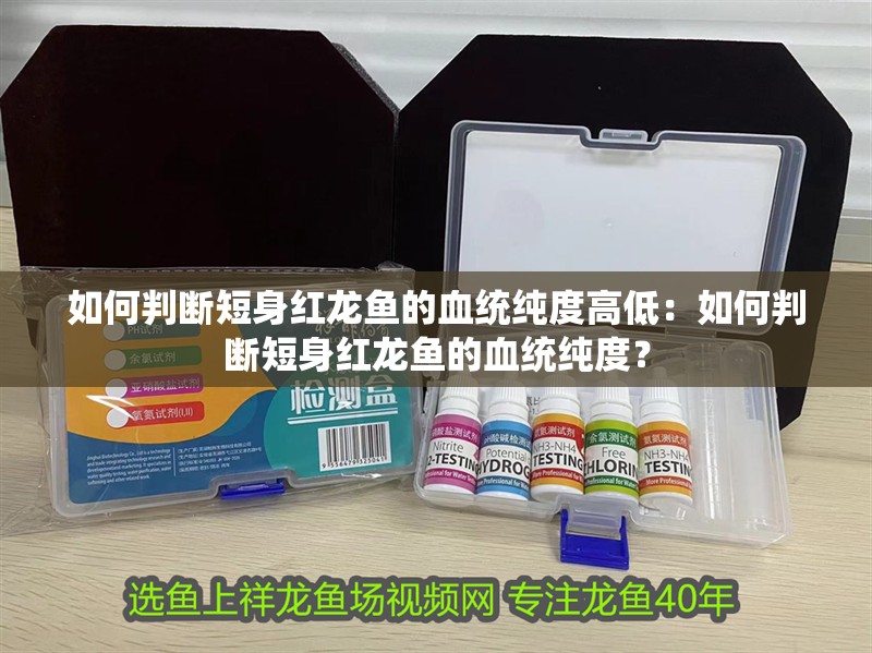 如何判斷短身紅龍魚的血統純度高低：如何判斷短身紅龍魚的血統純度？