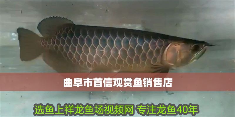 曲阜市首信觀賞魚銷售店