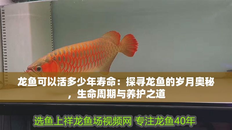 龍魚可以活多少年壽命：探尋龍魚的歲月奧秘，生命周期與養護之道 龍魚可以活多少年壽命：探尋龍魚的歲月奧秘，生命周期與養護之道 龍魚百科 第1張