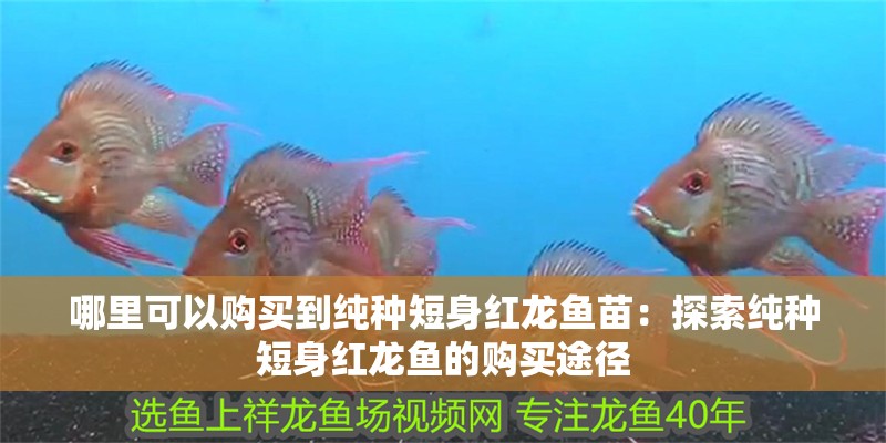 哪里可以購(gòu)買到純種短身紅龍魚(yú)苗：探索純種短身紅龍魚(yú)的購(gòu)買途徑