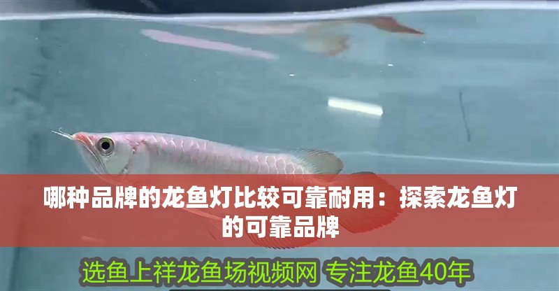 哪種品牌的龍魚燈比較可靠耐用：探索龍魚燈的可靠品牌