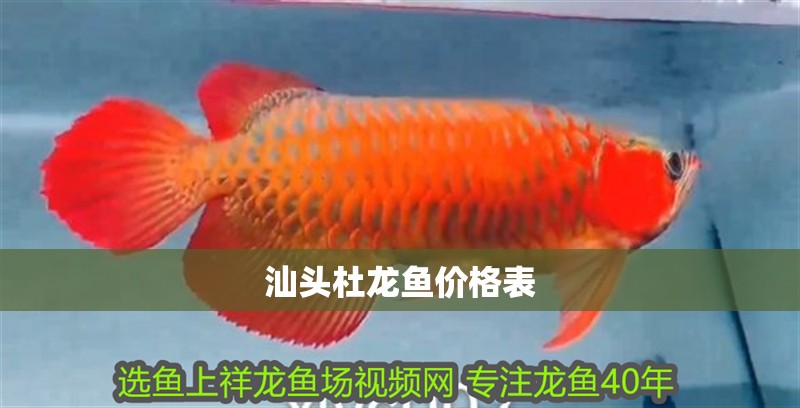 汕頭杜龍魚價(jià)格表 汕頭杜龍魚價(jià)格表 龍魚百科