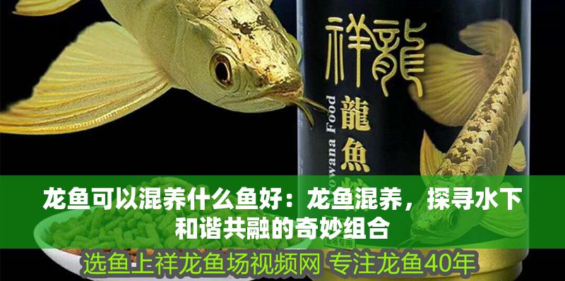 龍魚可以混養什么魚好：龍魚混養，探尋水下和諧共融的奇妙組合