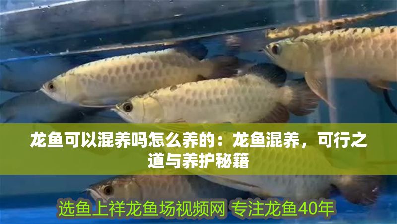 龍魚可以混養嗎怎么養的：龍魚混養，可行之道與養護秘籍