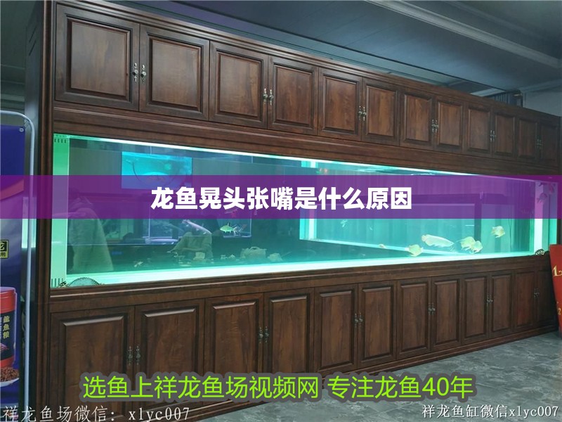 魚缸用增氧泵價格是多少:魚缸增氧機-xtrac增氧機-xtrac增氧機 龍魚晃頭張嘴是什么原因 龍魚百科 龍魚晃頭張嘴是什么原因 龍魚晃頭張嘴是什么原因 龍魚百科