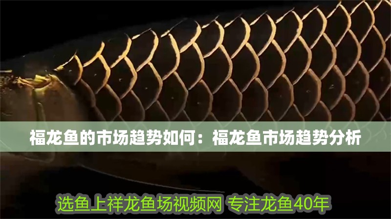 福龍魚(yú)的市場(chǎng)趨勢(shì)如何：福龍魚(yú)市場(chǎng)趨勢(shì)分析