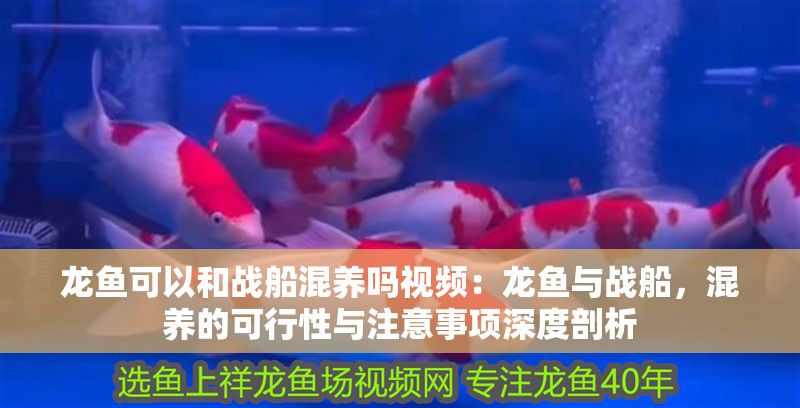 龍魚可以和戰(zhàn)船混養(yǎng)嗎視頻：龍魚與戰(zhàn)船，混養(yǎng)的可行性與注意事項(xiàng)深度剖析