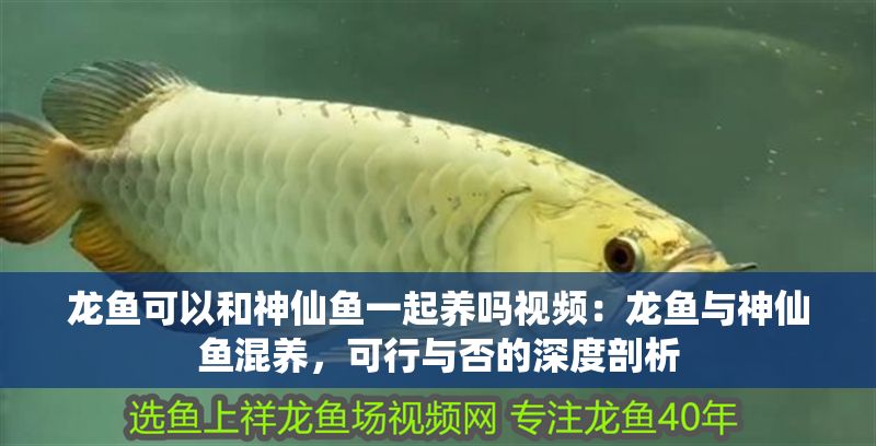 龍魚可以和神仙魚一起養(yǎng)嗎視頻：龍魚與神仙魚混養(yǎng)，可行與否的深度剖析