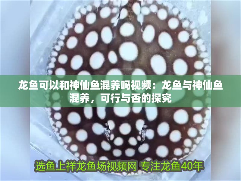 龍魚可以和神仙魚混養嗎視頻：龍魚與神仙魚混養，可行與否的探究