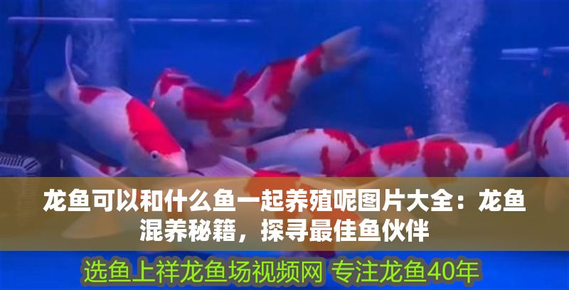 龍魚可以和什么魚一起養殖呢圖片大全：龍魚混養秘籍，探尋最佳魚伙伴