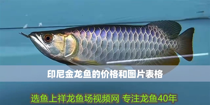 印尼金龍魚的價(jià)格和圖片表格