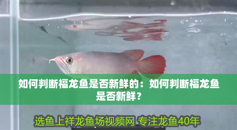 如何判斷福龍魚是否新鮮的：如何判斷福龍魚是否新鮮？