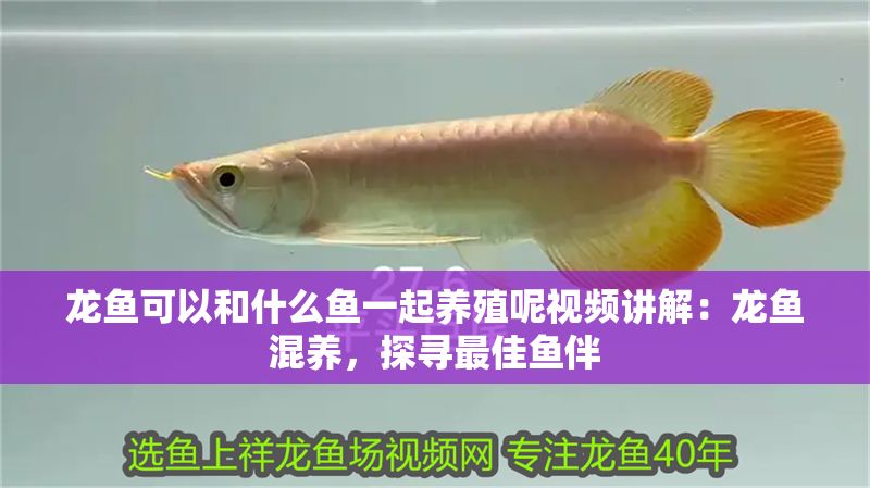 龍魚可以和什么魚一起養殖呢視頻講解：龍魚混養，探尋最佳魚伴