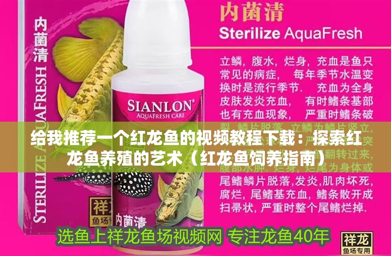 給我推薦一個紅龍魚的視頻教程下載：探索紅龍魚養(yǎng)殖的藝術(shù)（紅龍魚飼養(yǎng)指南） 給我推薦一個紅龍魚的視頻教程下載：探索紅龍魚養(yǎng)殖的藝術(shù)（紅龍魚飼養(yǎng)指南） 水族問答