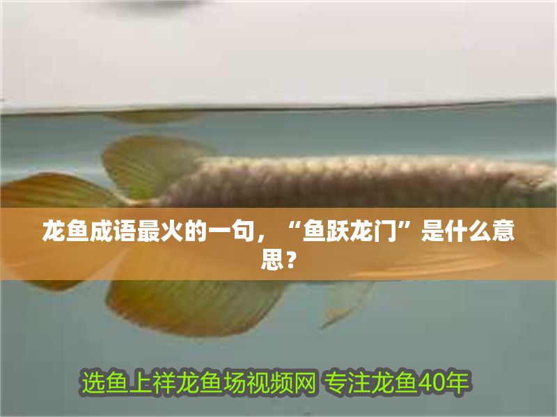 龍魚成語最火的一句，“魚躍龍門”是什么意思？
