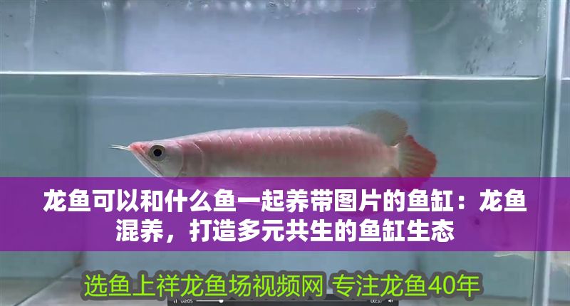 龍魚可以和什么魚一起養(yǎng)帶圖片的魚缸：龍魚混養(yǎng)，打造多元共生的魚缸生態(tài)