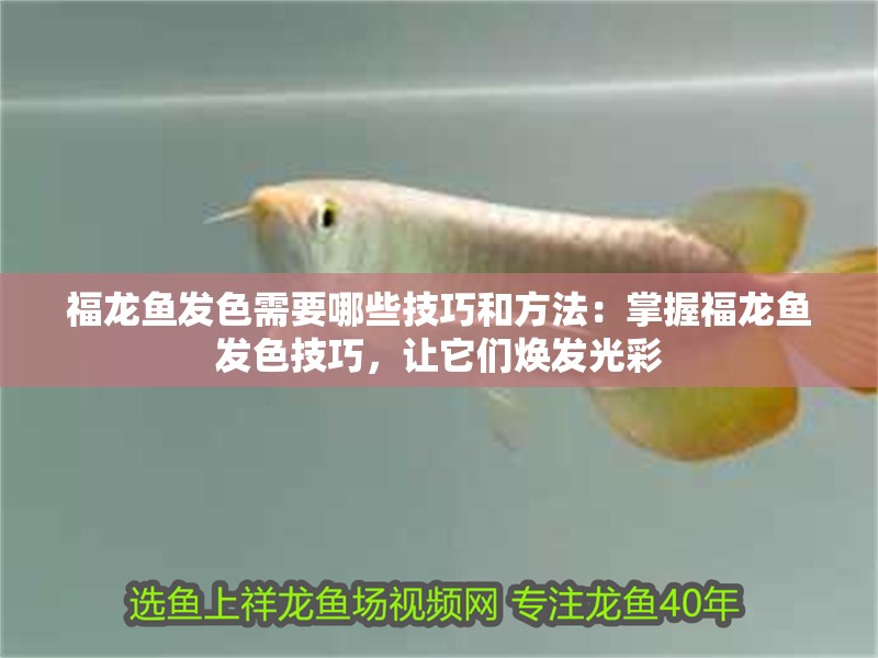 福龍魚發(fā)色需要哪些技巧和方法：掌握福龍魚發(fā)色技巧，讓它們煥發(fā)光彩