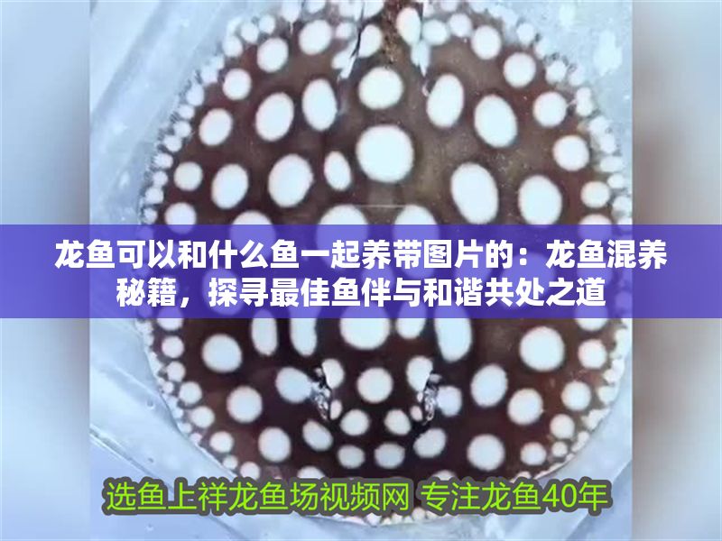 龍魚可以和什么魚一起養帶圖片的：龍魚混養秘籍，探尋最佳魚伴與和諧共處之道