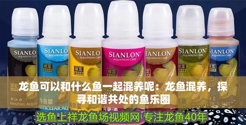 龍魚可以和什么魚一起混養(yǎng)呢：龍魚混養(yǎng)，探尋和諧共處的魚樂圈