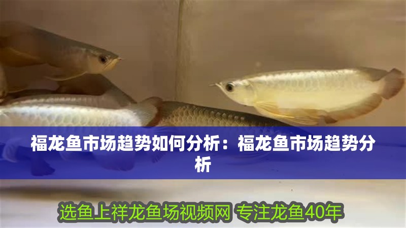 龍魚做手術后脹肚的原因：龍魚做手術后出現脹肚的情況可能由多種因素引起