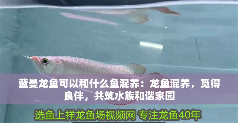 藍曼龍魚可以和什么魚混養：龍魚混養，覓得良伴，共筑水族和諧家園