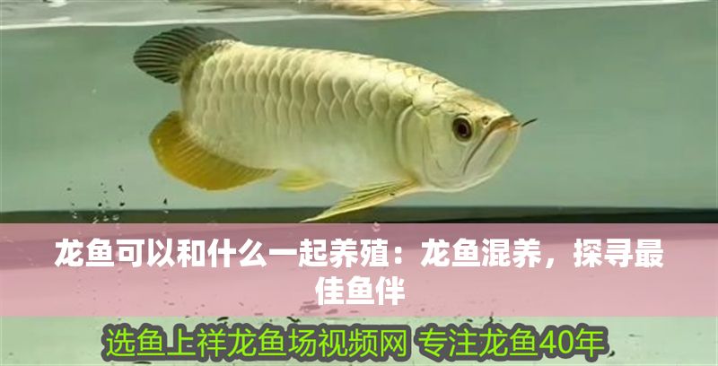 龍魚可以和什么一起養殖：龍魚混養，探尋最佳魚伴