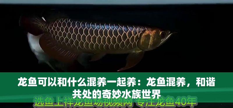 龍魚可以和什么混養一起養：龍魚混養，和諧共處的奇妙水族世界