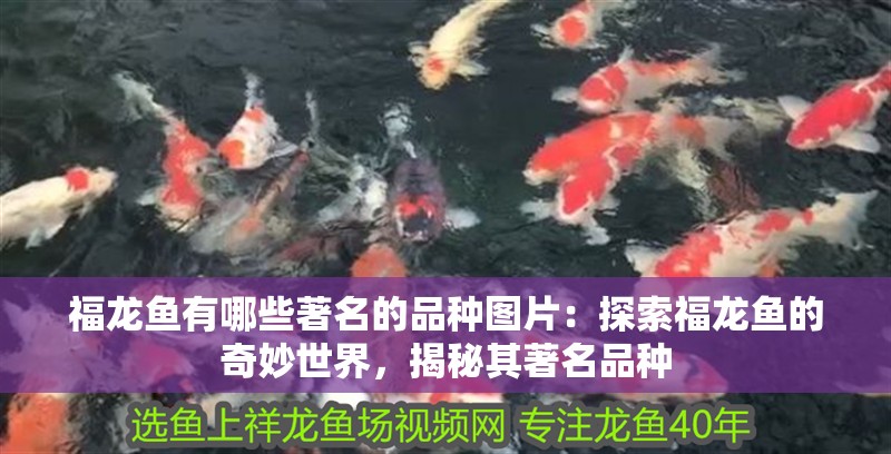 福龍魚有哪些著名的品種圖片：探索福龍魚的奇妙世界，揭秘其著名品種