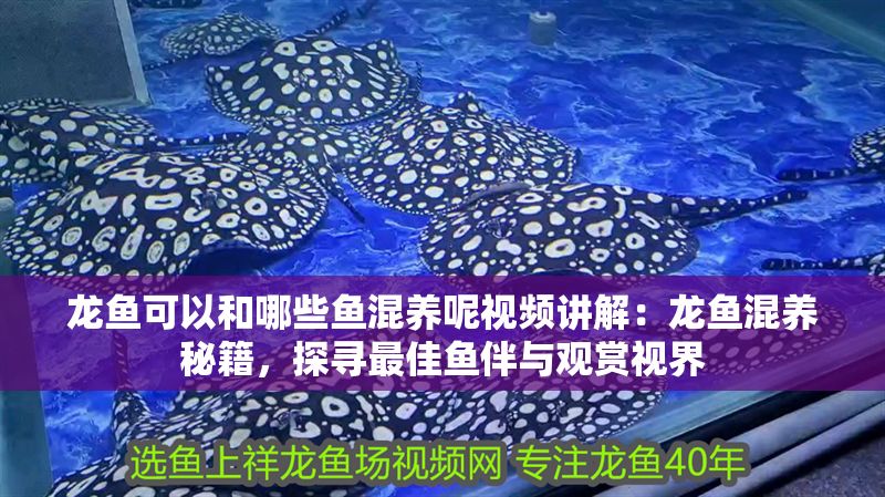 龍魚可以和哪些魚混養呢視頻講解：龍魚混養秘籍，探尋最佳魚伴與觀賞視界