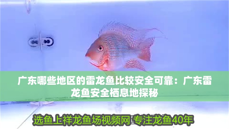 廣東哪些地區的雷龍魚比較安全可靠：廣東雷龍魚安全棲息地探秘