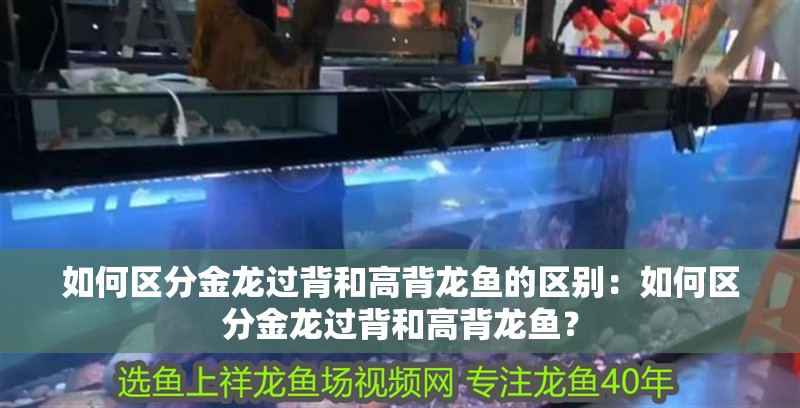 如何區分金龍過背和高背龍魚的區別：如何區分金龍過背和高背龍魚？