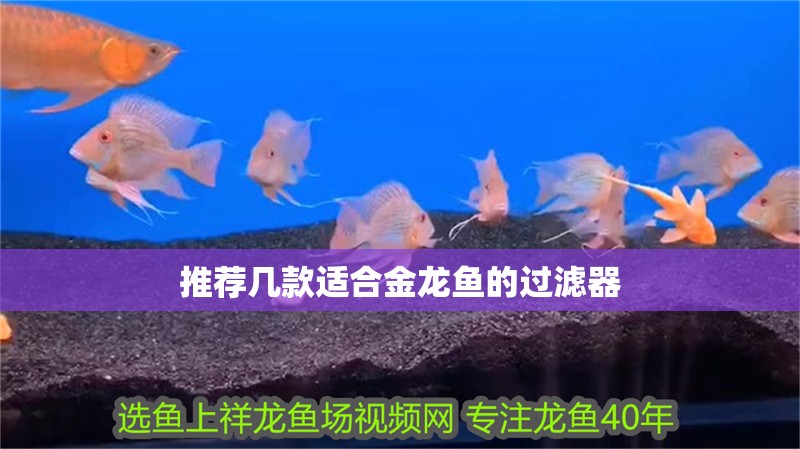 推薦幾款適合金龍魚的過濾器 推薦幾款適合金龍魚的過濾器 龍魚百科