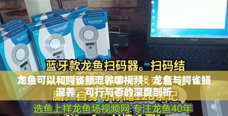 龍魚可以和鱷雀鱔混養嘛視頻：龍魚與鱷雀鱔混養，可行與否的深度剖析
