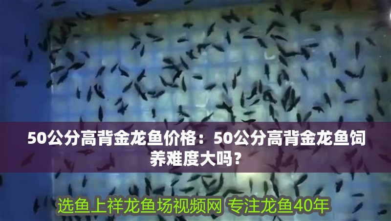 50公分高背金龍魚價格：50公分高背金龍魚飼養難度大嗎？