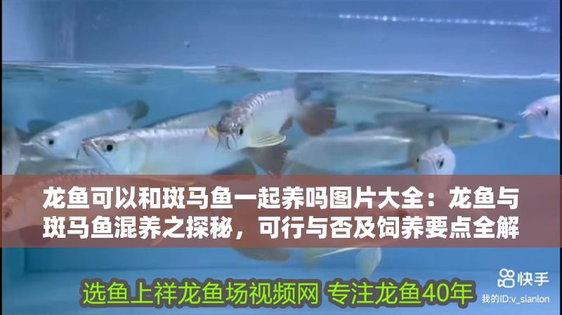 龍魚可以和斑馬魚一起養(yǎng)嗎圖片大全：龍魚與斑馬魚混養(yǎng)之探秘，可行與否及飼養(yǎng)要點(diǎn)全解析