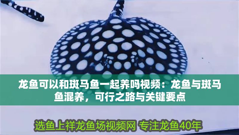 龍魚可以和斑馬魚一起養嗎視頻：龍魚與斑馬魚混養，可行之路與關鍵要點