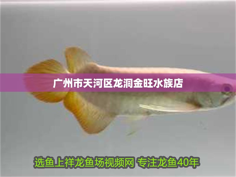 廣州市天河區(qū)龍洞金旺水族店