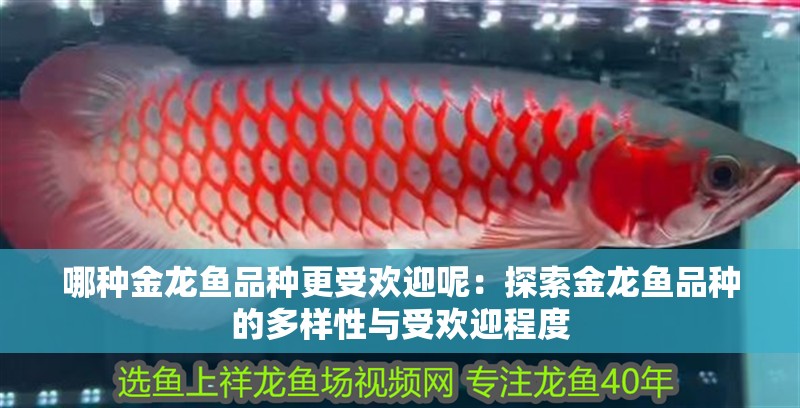 哪種金龍魚品種更受歡迎呢：探索金龍魚品種的多樣性與受歡迎程度