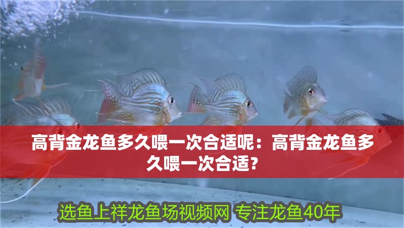 高背金龍魚多久喂一次合適呢：高背金龍魚多久喂一次合適？